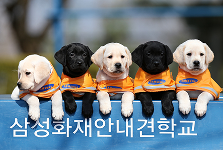 시각장애인 안내견 지원사업 관련 이미지